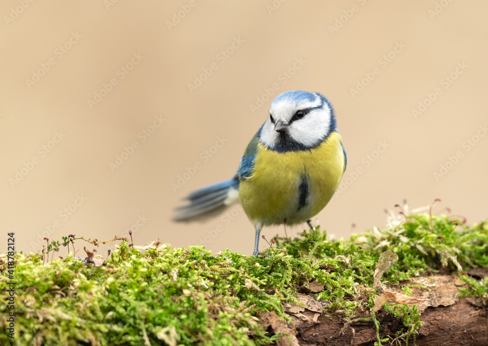 Fototapeta premium Blue tit ( Cyanistes caeruleus ) close up