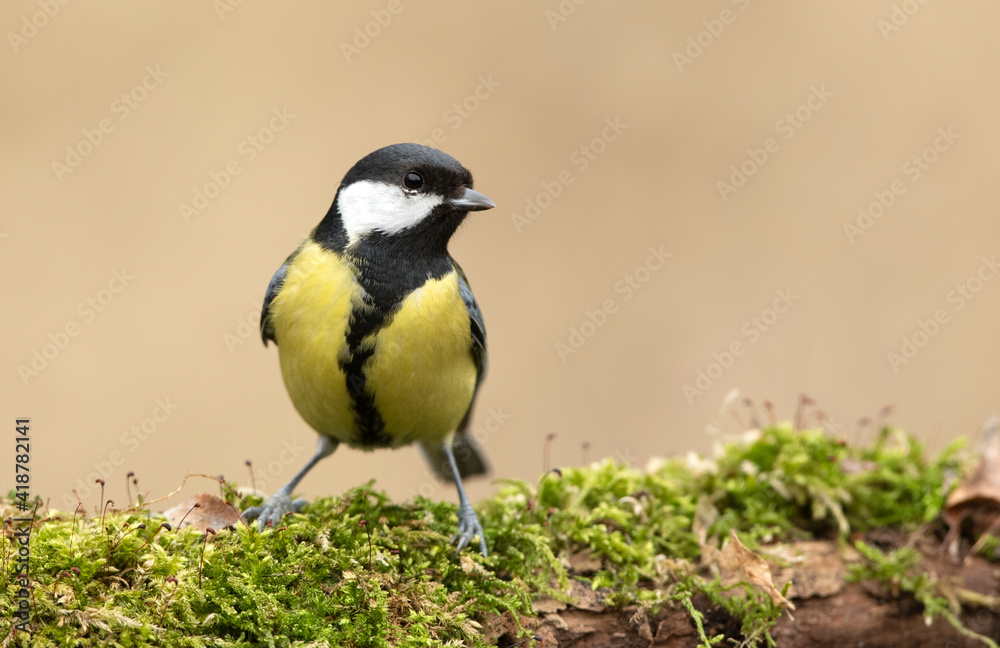 Great tit close up ( Parus major )