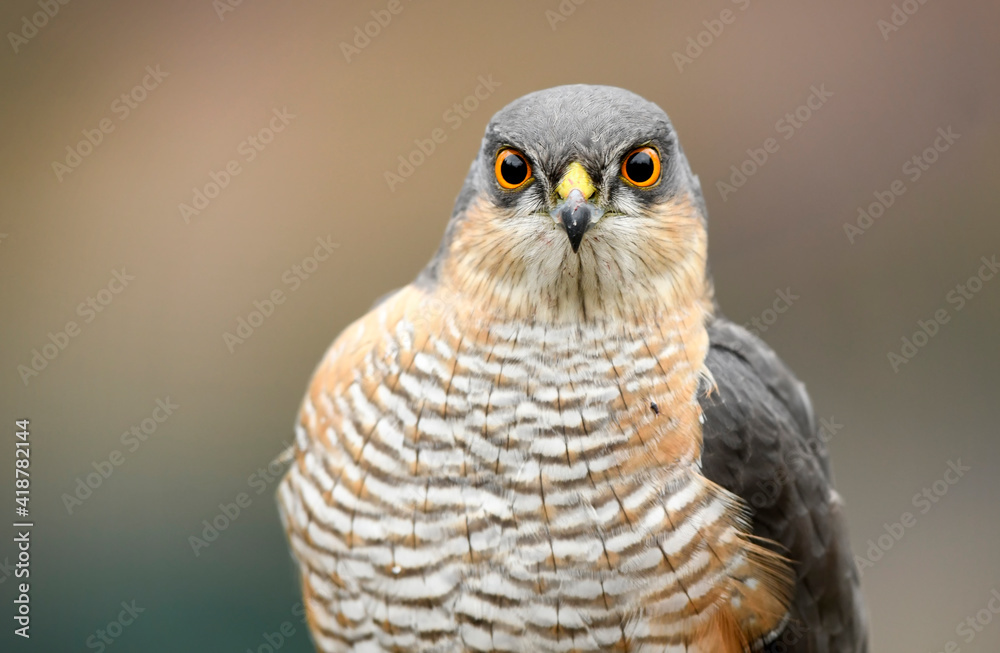 Fototapeta premium Sparrowhawk close up ( accipiter nisus ) - male
