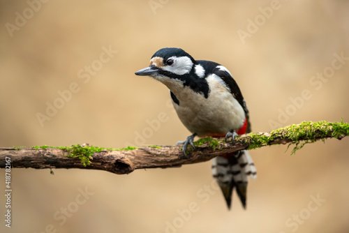 Great spotted woodpecker ( Dendrocopos major )