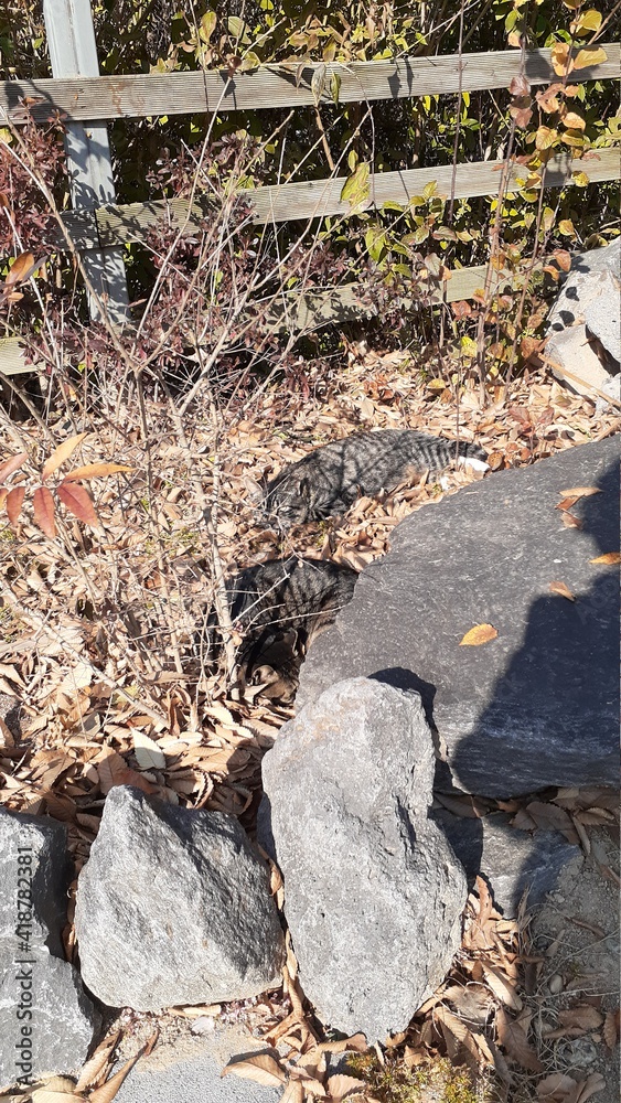 Korean cat hiding between stone and fallen leaves