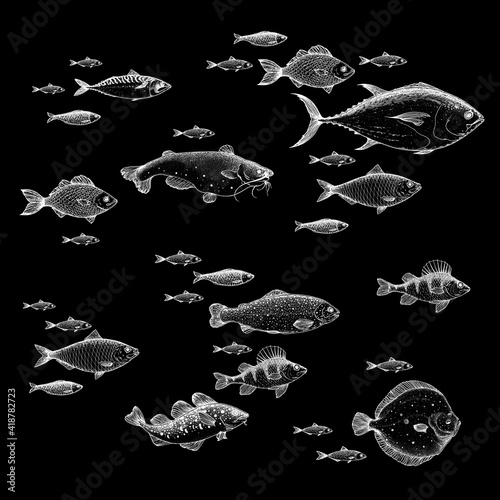 Fish sketch collection. Hand drawn vector illustration. School of fish vector illustration. Food menu illustration. Hand drawn fish set. Engraved style. Sea and river fish