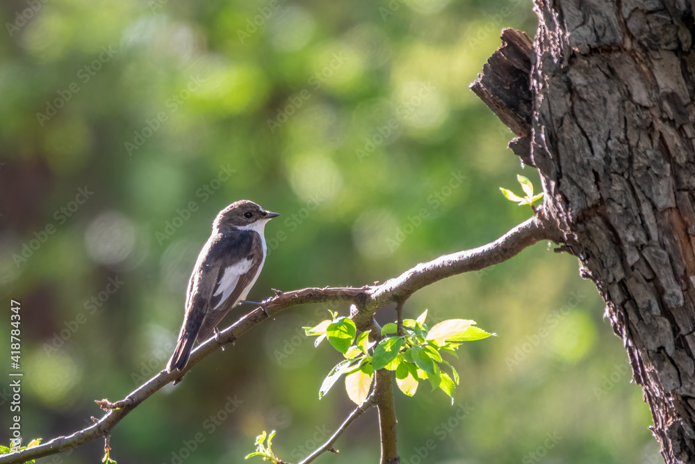 European pied flycatcher male sitting on branch. Cute little black white songbird with green background. European pied flycatcher male sitting on branch. Cute little black white songbird with green background.