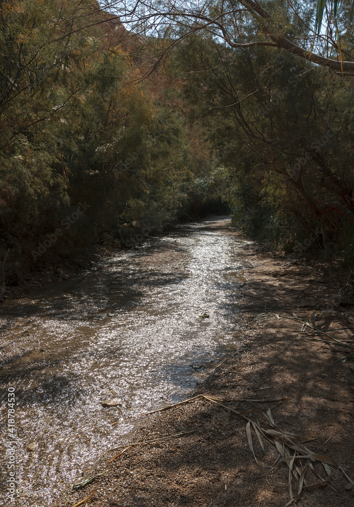 Fototapeta premium the shimmering spring fed Nahal Bokek stream runs through a tunnel of thick vegetation on its way to the resort city of Ein Bokek on the Dead Sea in Israel