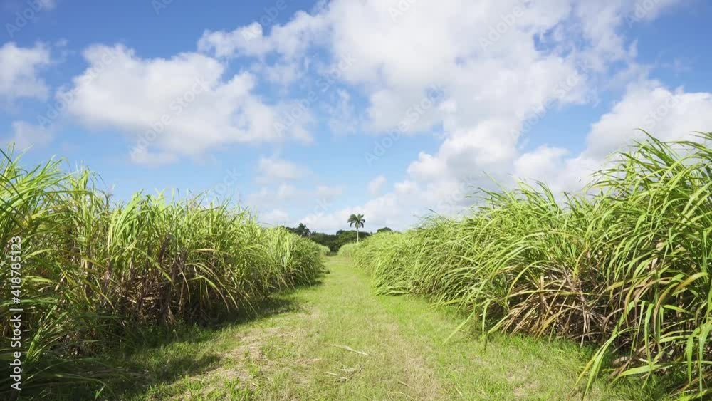 Dominican agronomy 4k background. Agriculture sugar cane stock video. Wide road and tall green grass and blue sky on a summer day.