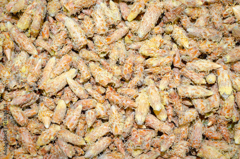Medicinal herb Gemmae Pini silvestris (dry pine buds).