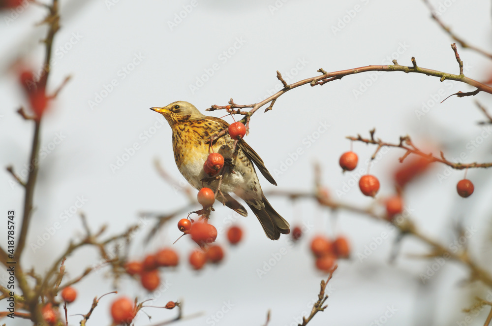 Bird Thrush who loves to eat mountain ash.