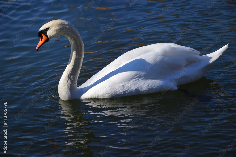 A white swan swims in blue water A white swan swims in blue water