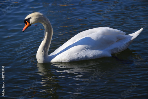 A white swan swims in blue water