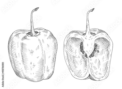 Half pepper rocoto. Vintage hatching gray monochrome illustration. photo
