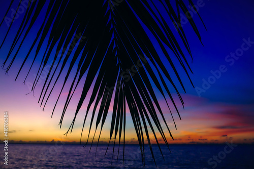 palm tree sunset silhouette