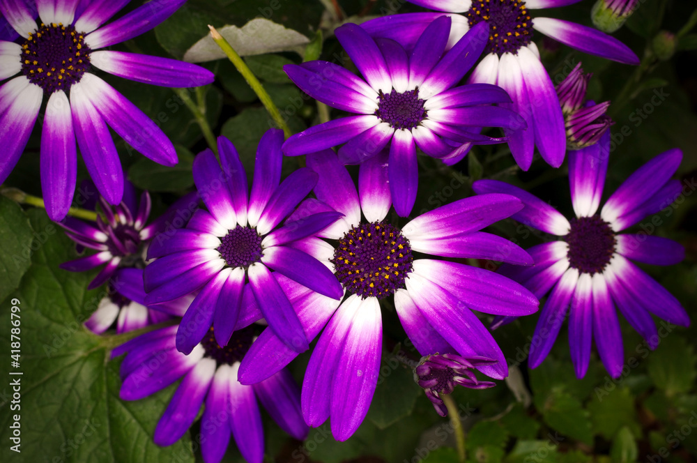 Fototapeta premium Purple Florist's Cineraria Flowers