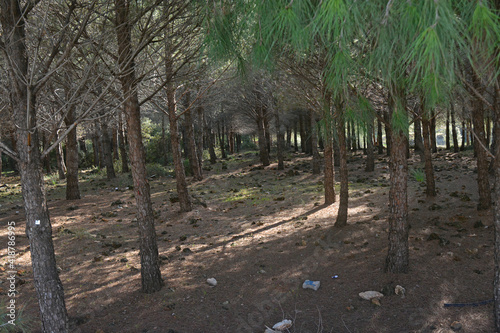 rows of trees in the forest