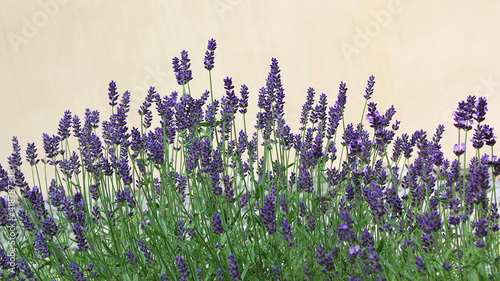 Nature background with lavender flowers