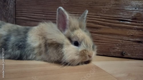 Dwarf rabbit lying and resting on the floor
