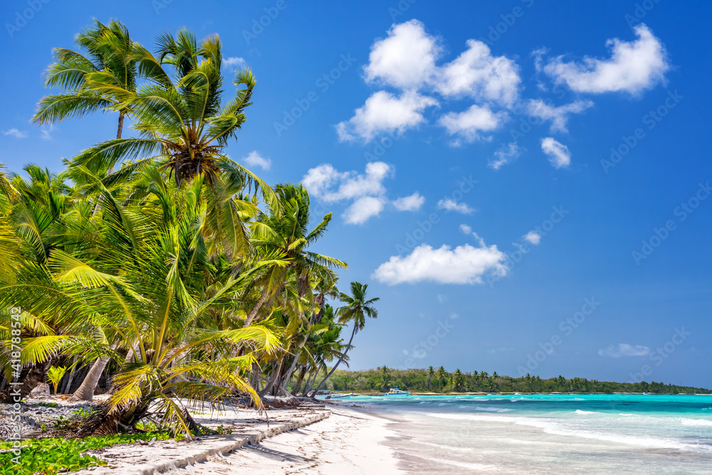 Obraz premium Palm trees on beautiful tropical sunny beach in Dominican republic