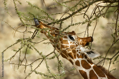 Photography Reticulated giraffe feeding on thorny acacia, Samburu Game Reserve, Kenya