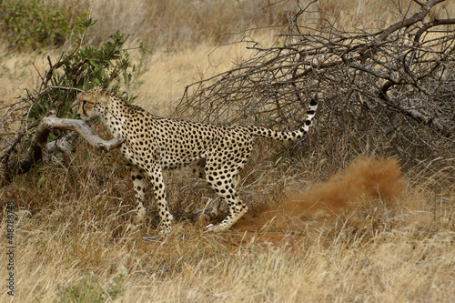Cheetah marking territory, Samburu Game Reserve, Kenya