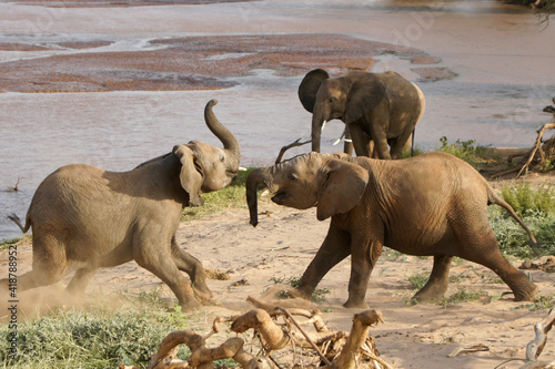 Juvenile elephants play-fighting next to Ewaso Nyiro (Uaso Nyiro) river, Samburu Game Reserve, Kenya
