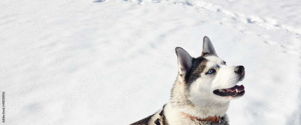 Husky dog sitting in the snow and waiting for play Husky dog sitting in the snow and waiting for play