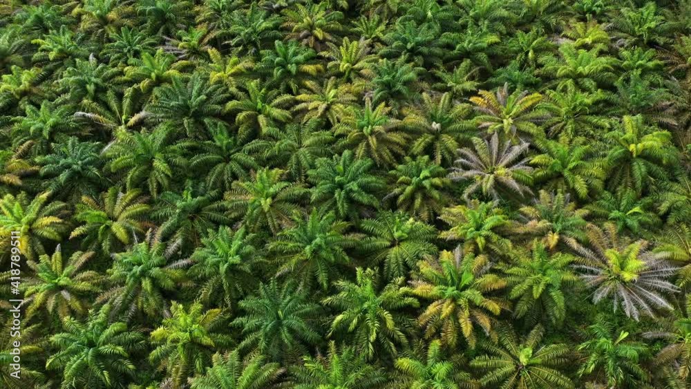 palm oil canopy view from above beautiful pattern Costa Rica monoculture palm oil canopy view from above beautiful pattern Costa Rica monoculture