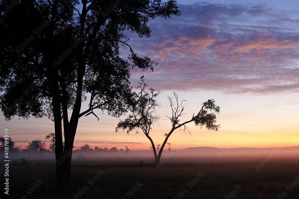 Ground fog amid the trees at sunrise, Masai Mara Game Reserve, Kenya