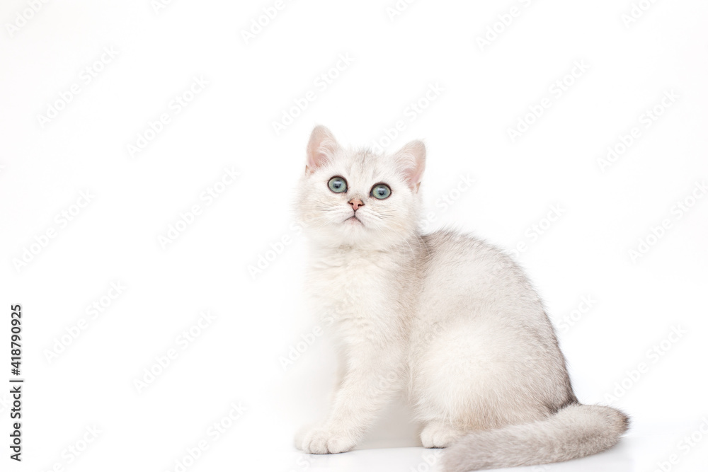 A beautiful white with a gray kitten British breed sits on a white background, looks up.