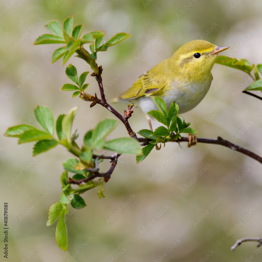 Bird Willow Warbler Phylloscopus trochilus. Close up Bird Willow Warbler Phylloscopus trochilus. Close up
