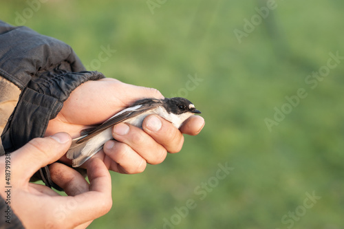 Bird banding by ornithologists during their migration