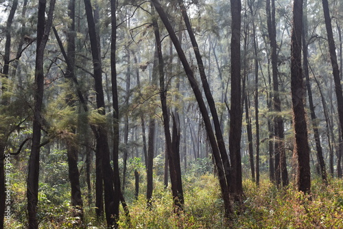 Trees in a forest. 