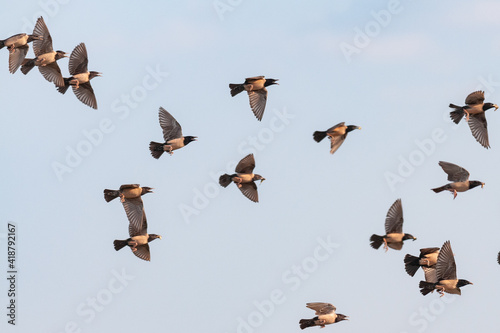 Rosy Starling Sturnus roseus in flight against the sky