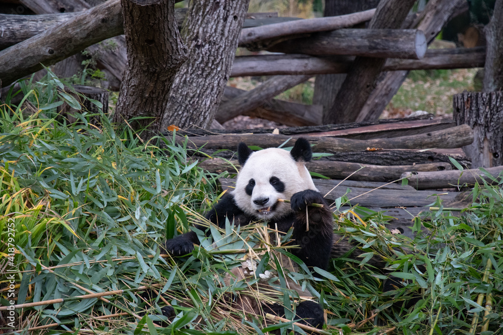 Fototapeta premium Wild animals life. Cute panda bear sits among bamboo leaves and holds branch in paw. Panda eats bamboo in natural habitat environment