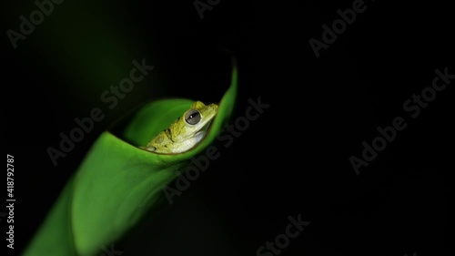 Cute green frog resting inside a leaf in Costa Rica night time amphibian biodiversity photo