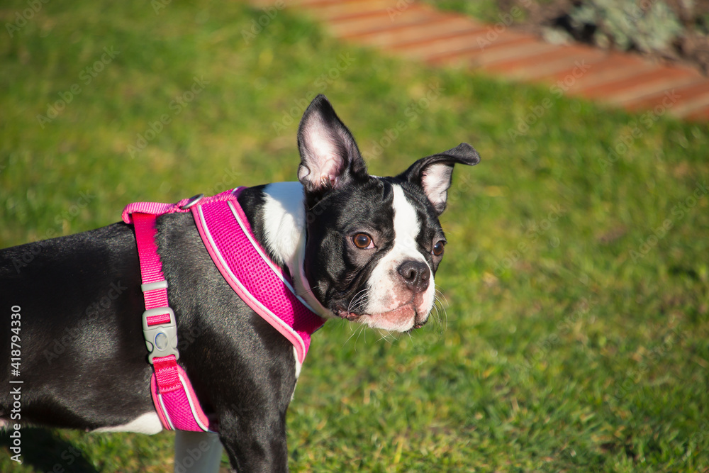 Boston Terrier puppy in the sunshine wearing a pink harness. Standing on grass looking over her shoulder