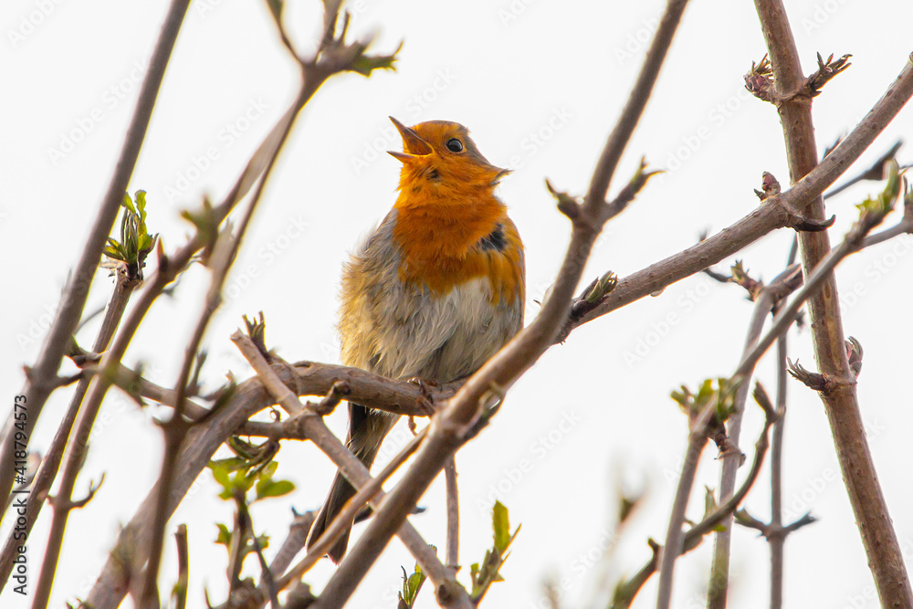 Robin bird sitting in a tree amongst branches. Its beak is open singing. The wind is blowing its feathers. Robin bird sitting in a tree amongst branches. Its beak is open singing. The wind is blowing its feathers.