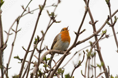 Robin bird sitting in a tree amongst branches. Its beak is open singing.