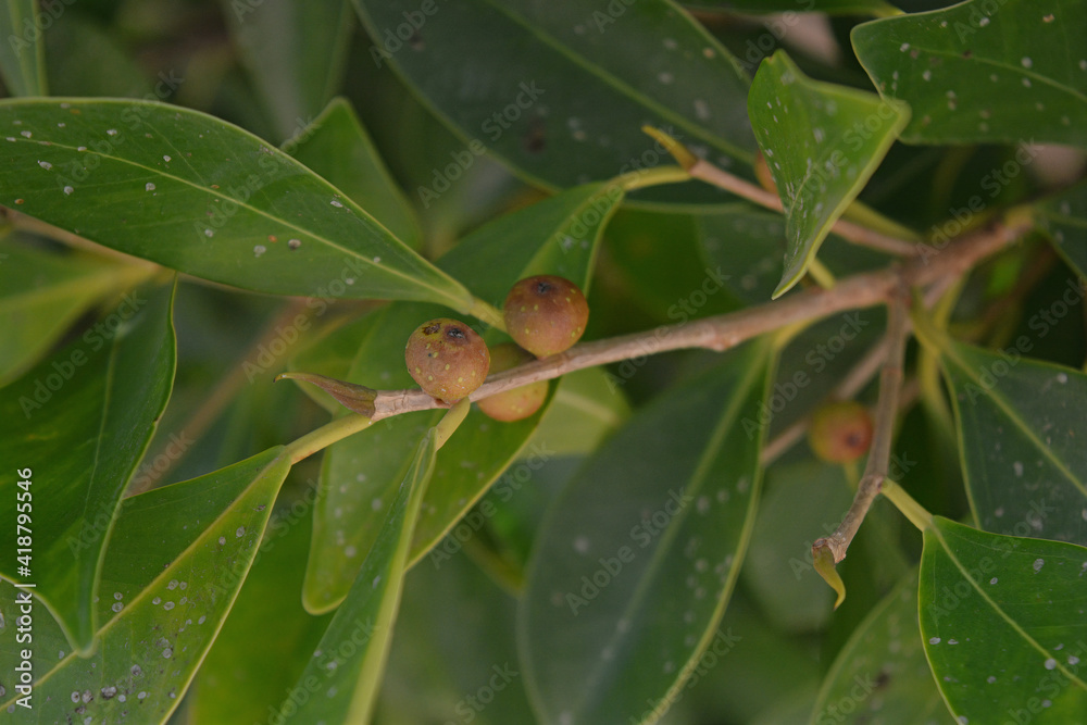 close up of a leaves and seeds of the plant close up of a leaves and seeds of the plant
