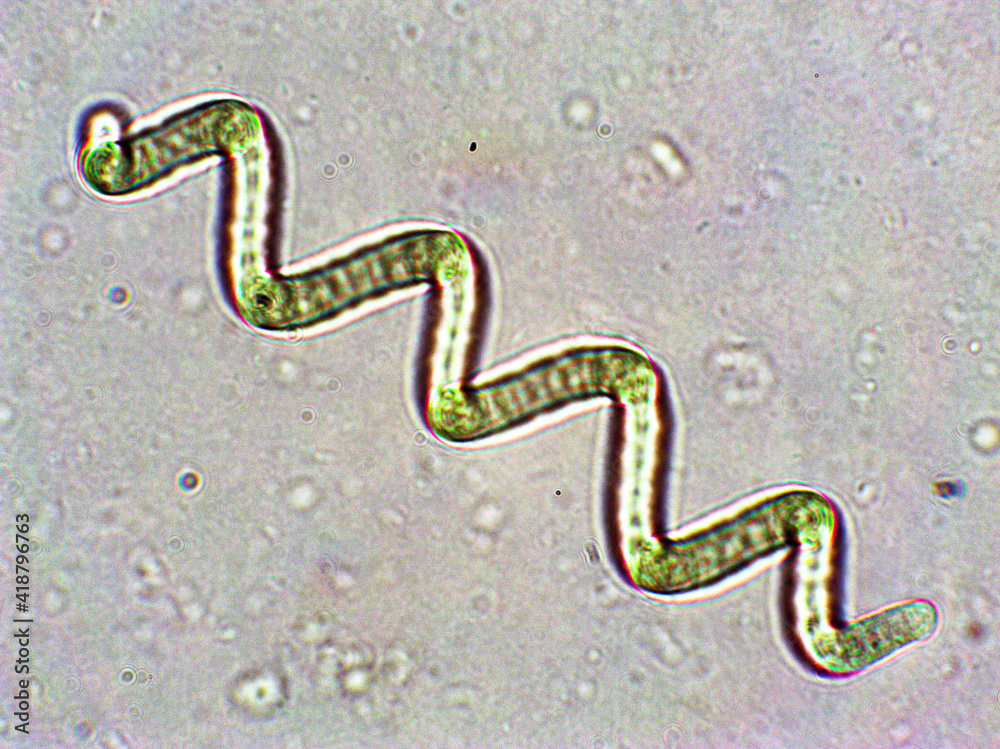 Spirulina algae under microscopic view - cyanobacteria Stock Photo | Adobe  Stock