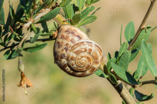 The chocolate-band snail (lat. Eobania vermiculata, or Helix vermiculata), of the family Helicidae, feeding on the Tibetan goji (lat. Lycium barbarum). photo