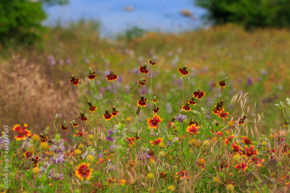 Central Texas wild flowers Firewheel and  Mexican Hat  in a field with a lake behind them. 
