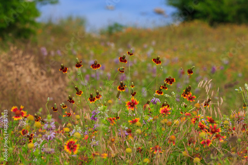 Central Texas wild flowers Firewheel and Mexican Hat in a field with a lake behind them. 