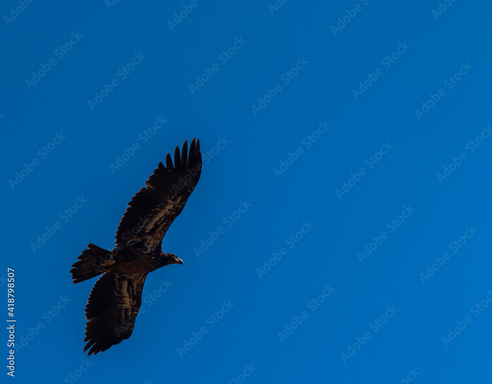 Obraz premium eagle in flight