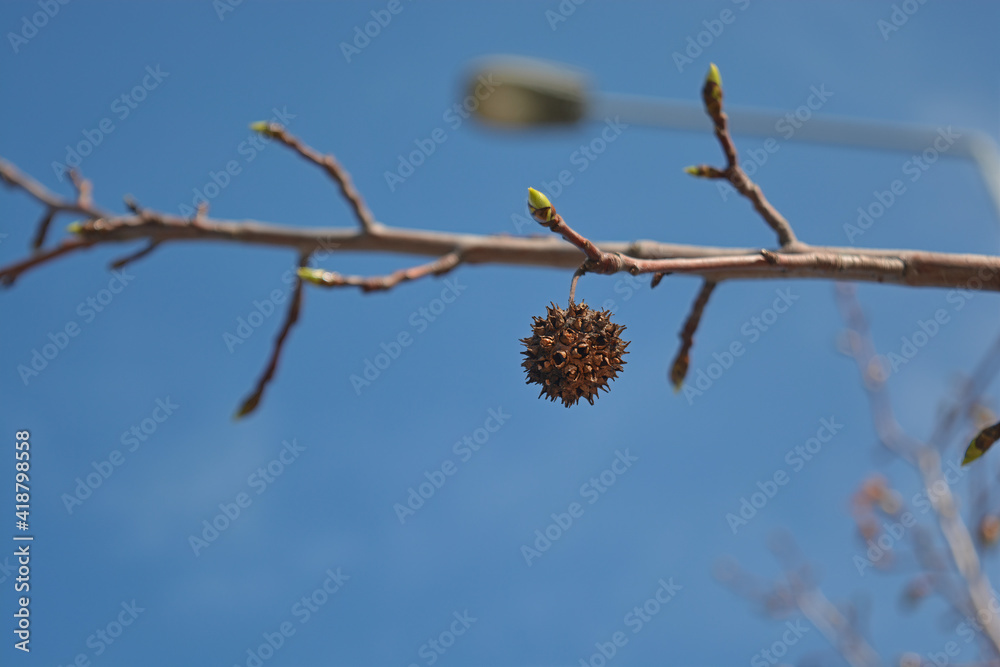 branch of a tree