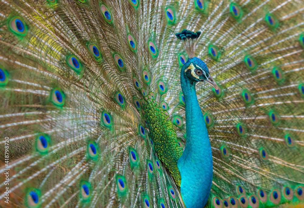 Fototapeta premium A peacock spreading its wings in the zoo.