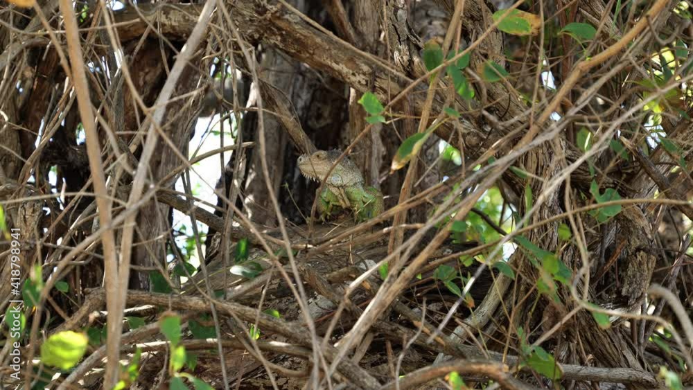 Green iguana hiding in branches Costa Rica wildlife arboreal species herbivorous lizard Green iguana hiding in branches Costa Rica wildlife arboreal species herbivorous lizard