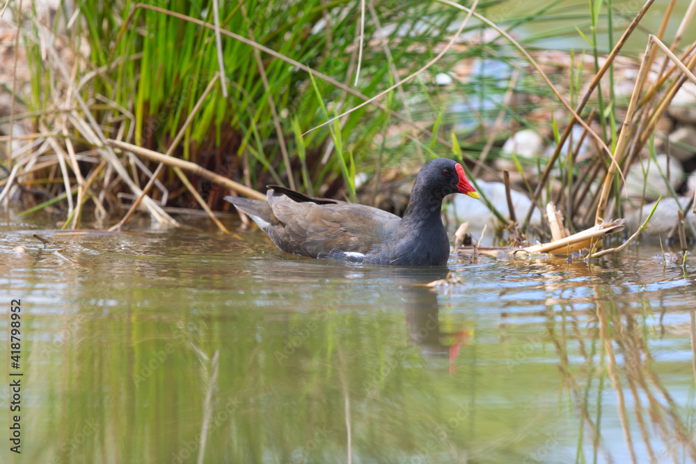 Common moorhen in nature