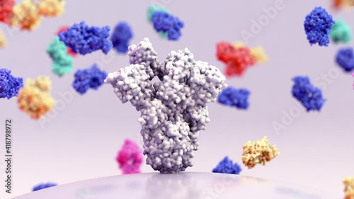 Broadly neutralizing monoclonal antibodies,
binding antibodies that target multiple conserved sites on the spike (S) protein photo