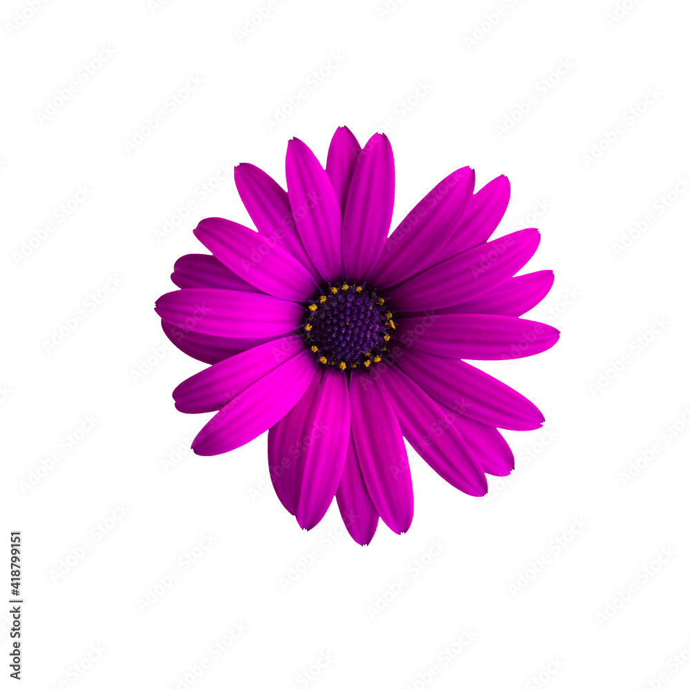 Purple flower isolated on white background. Osteospermum ecklonis, dimorphotheca ecklonis or african daisy Purple flower isolated on white background. Osteospermum ecklonis, dimorphotheca ecklonis or african daisy