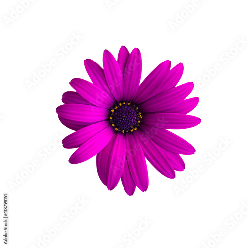 Purple flower isolated on white background. Osteospermum ecklonis, dimorphotheca ecklonis or african daisy