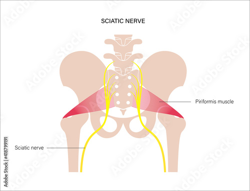 Pelvis bones and muscle 